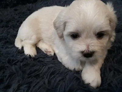 4 Filhotes Shi Tzu