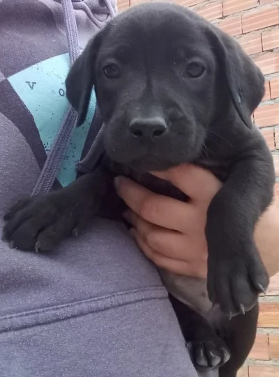 Labrador Filhotes