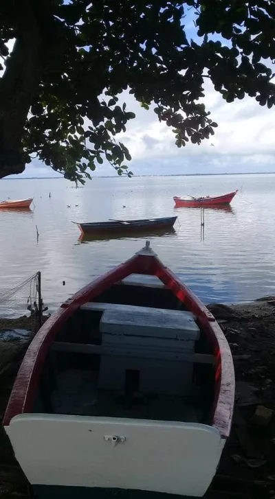 Barco a Motor para Pesca Esportiva