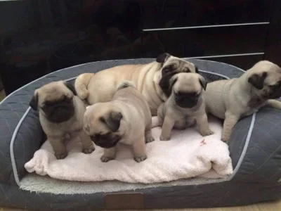 Filhotes Pug Encantadores Disponíveis