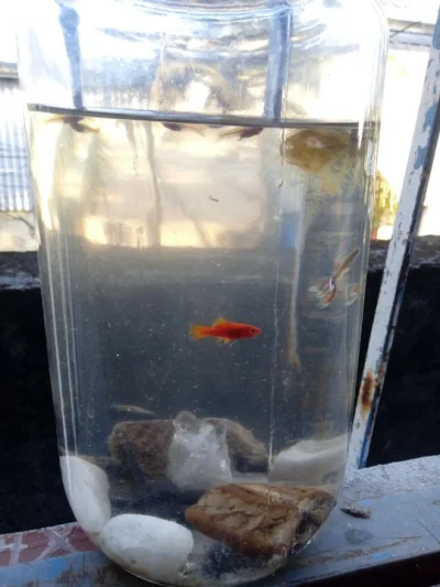 Aquario Nao Precisa Bomba