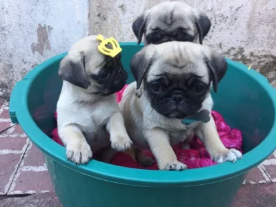 Filhotes de Pug em Guarulhos Parcelo