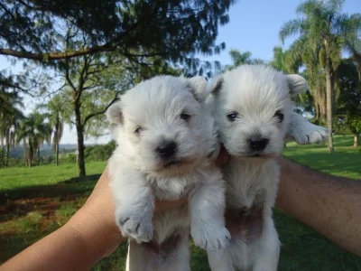 West Filhotes Lindos