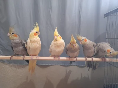 Calopsitas Mansas