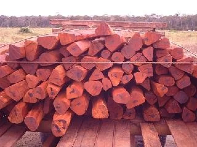 Roliços de Aroeira