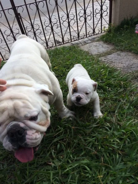 Bulldog Ingles Macho Filhote Lindo Raça Pura