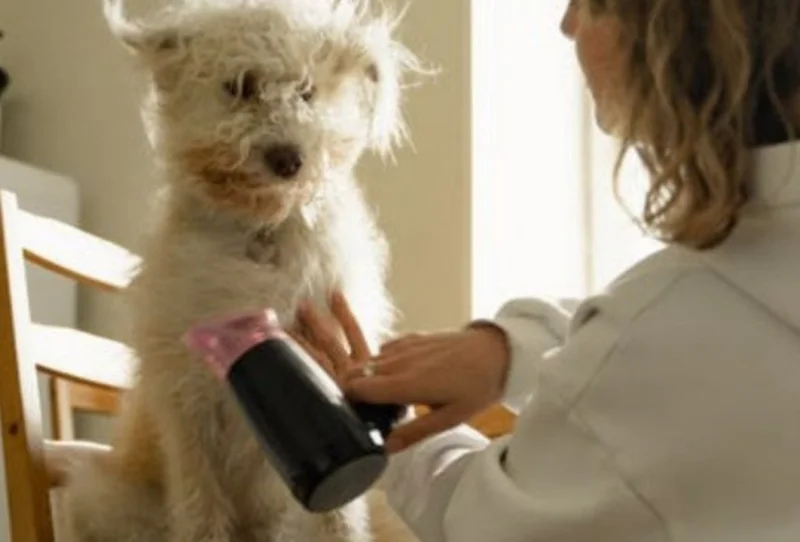 Curso de Banho e Tosa em Cães