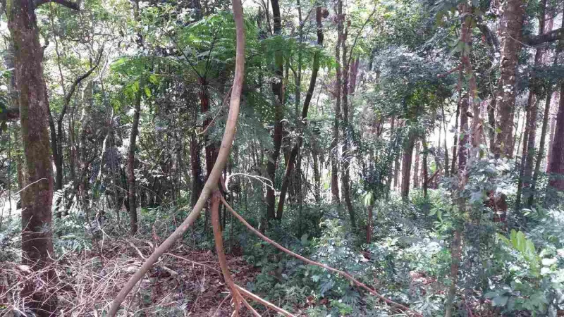 Chacrinha com 2575 m2 em S.pedro Sant. Parnaíba Facilitado