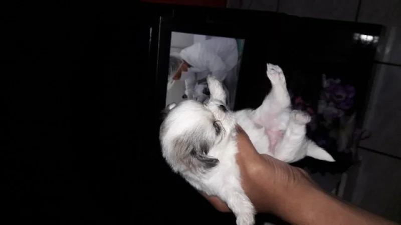 Vendo Filhotes Shih Tzu