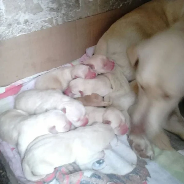 Filhotes de Labrador