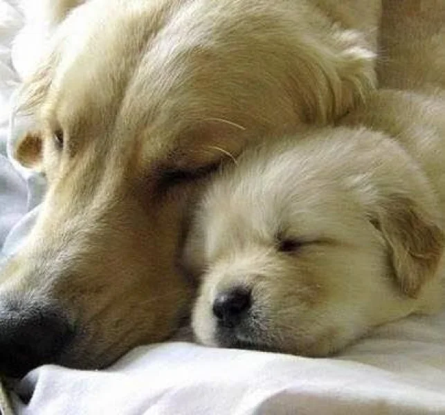 Golden Retriever Filhote