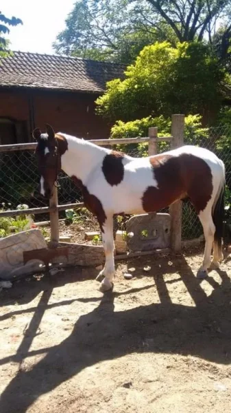 Cavalo Pampa