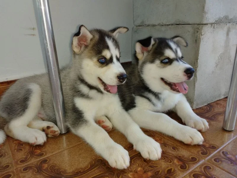 Husky Siberiano