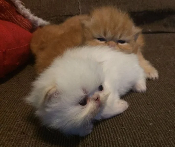 Vendo uma Filhote Gato Persa