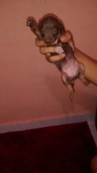 Cachorro de Raça