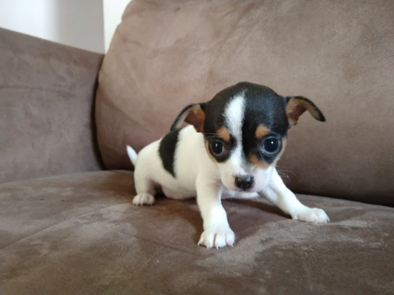 Chihuahua Fêmea