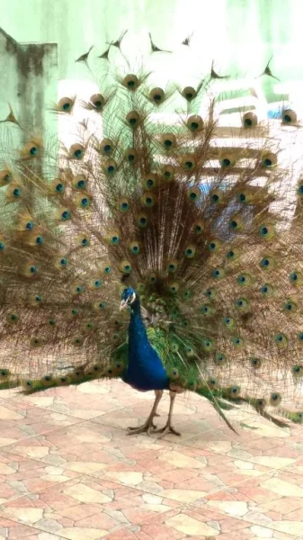 Pavão e Faisão