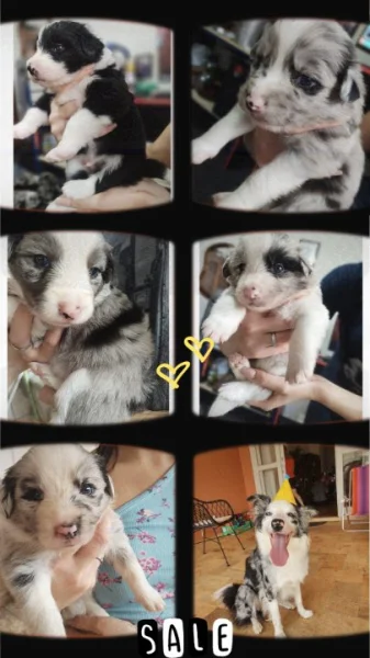 Border Collie Filhote Macho Lindos