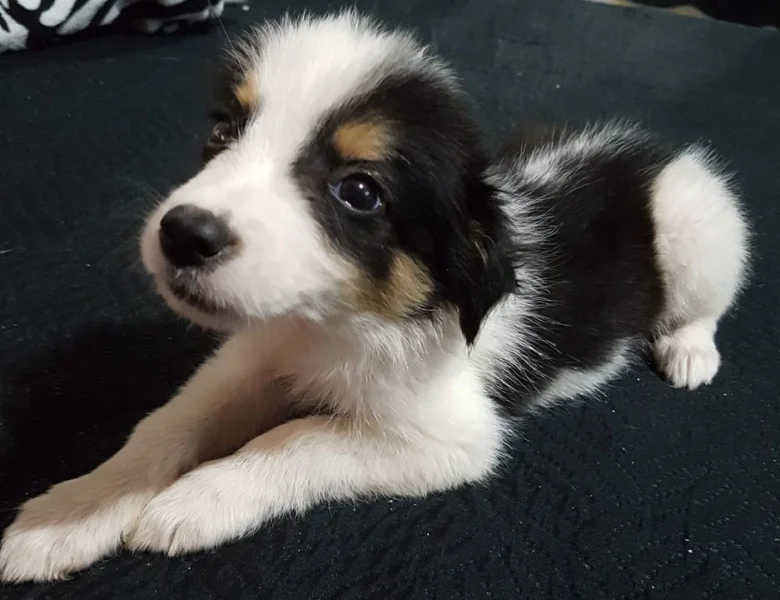 Border Collie