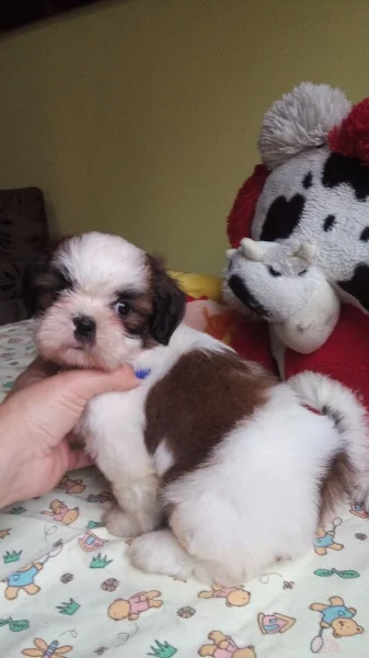 Linda Shihtzu Disponível