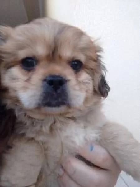 Lindos Filhotes de Lhasa Apso