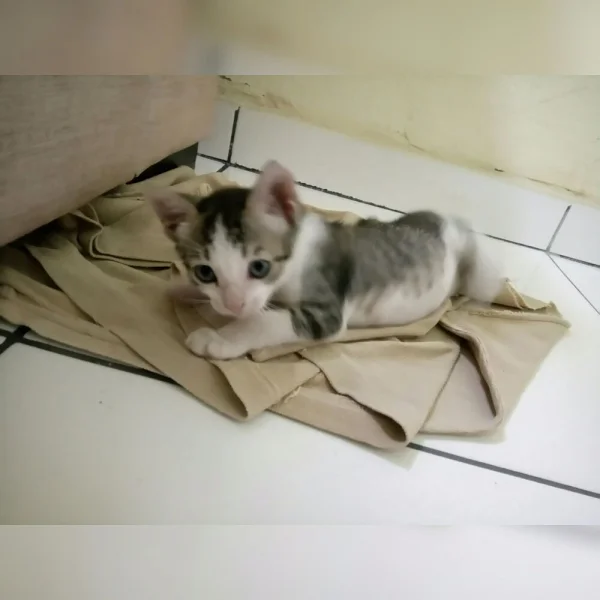 Disponivel para Adoção!!!!