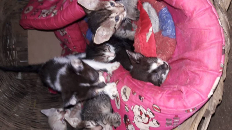 Filhotes de Gato