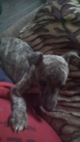 Whippet Disponível para Entrega