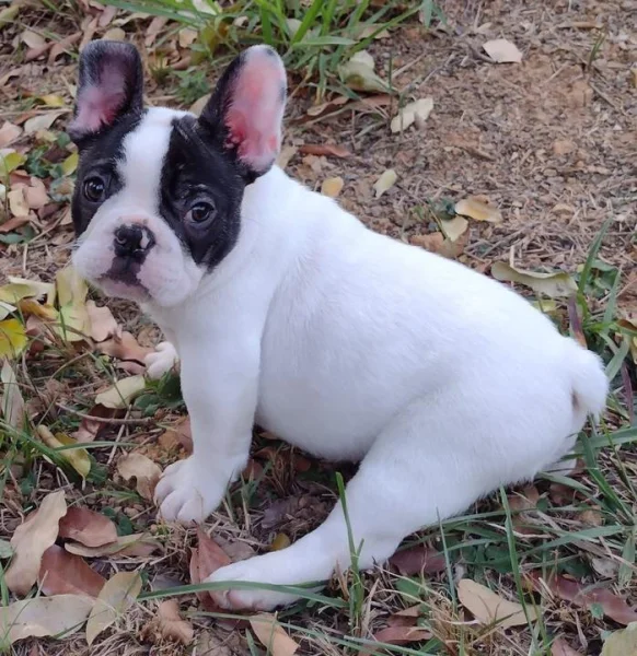 Bulldog Frances