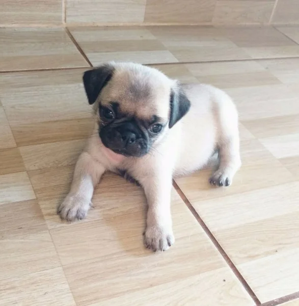 Filhotes de Pug