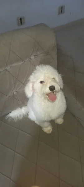 Bichon Frisé c/ 4 Meses Oferta!