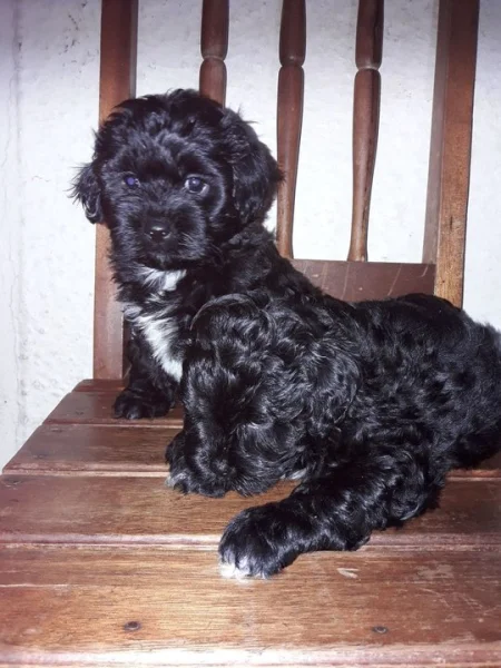 Vendo Filhotes de Shih Tzu com Puldo