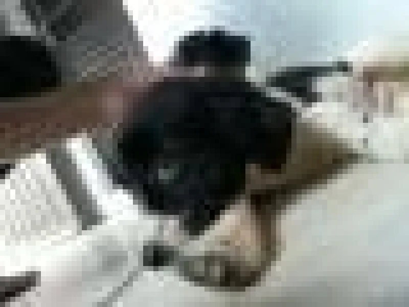 Estou Doando um Filhote de Border Collie