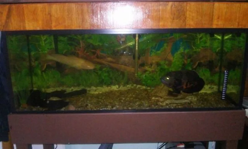Aquario Completo
