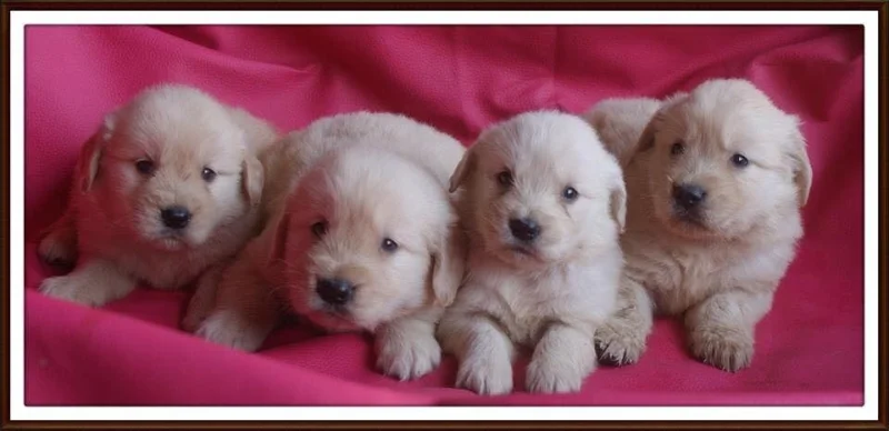 Filhotes de Golden Retriever
