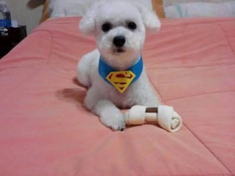 Poodle Filhote Puro