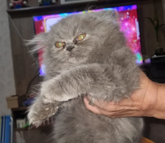 Gato Persa Filhotes