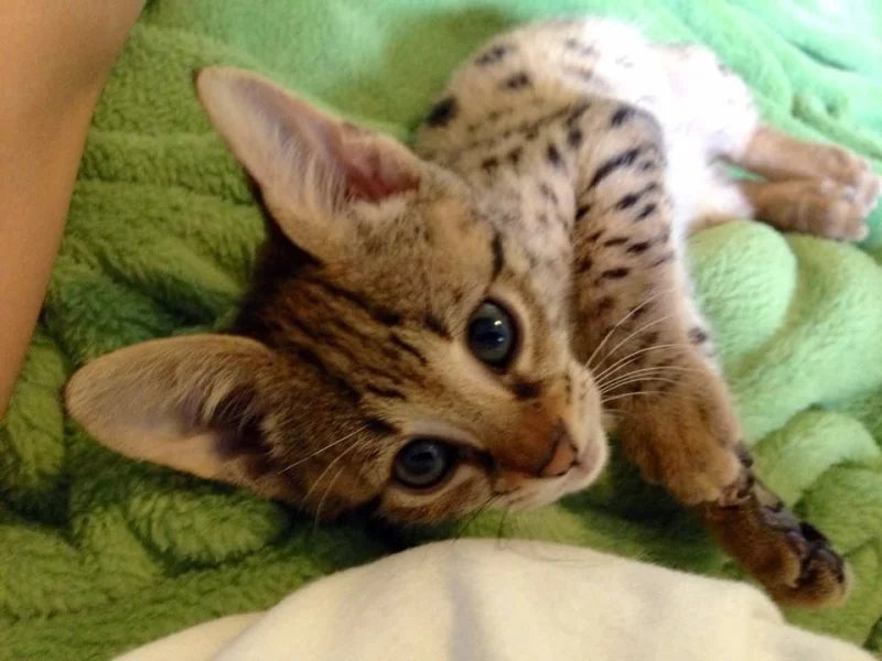 Serval e Savannah Gatinhos para Adoção