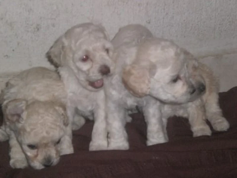 Vende SE Filhotes de Poodle Femea 300,00 e Macho 250,00