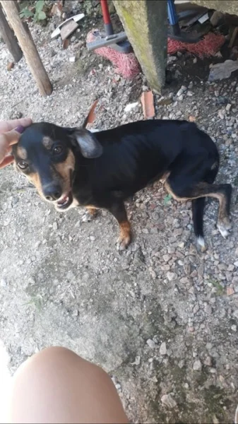 Doa-se Cachorra