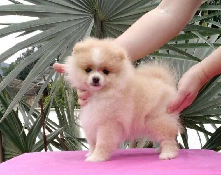 Spitz Alemão Anão Fêmea Creme