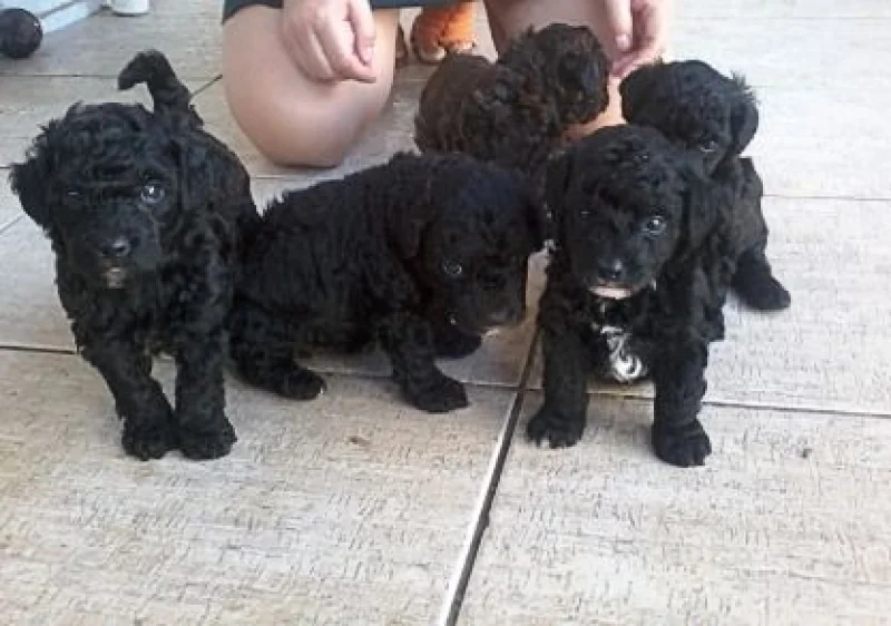 Vendo 5 Filhotes de Poodle
