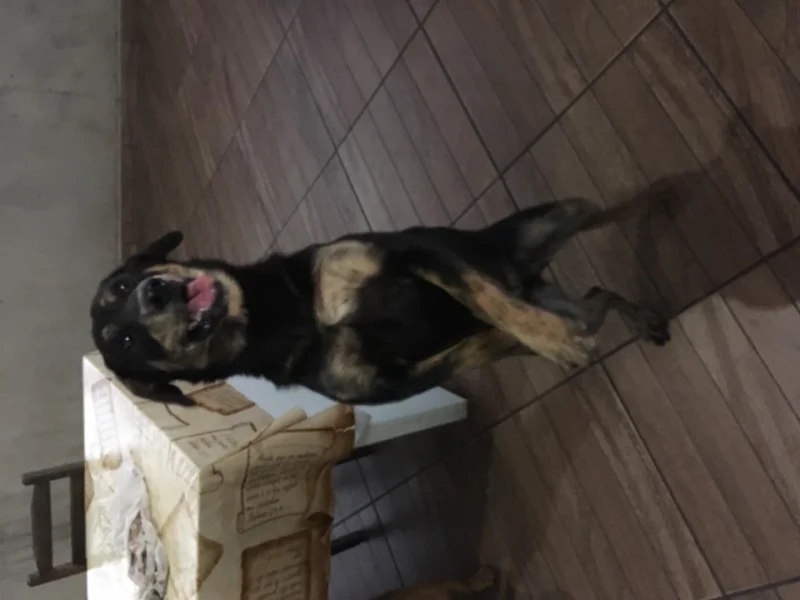 Doação Filhote