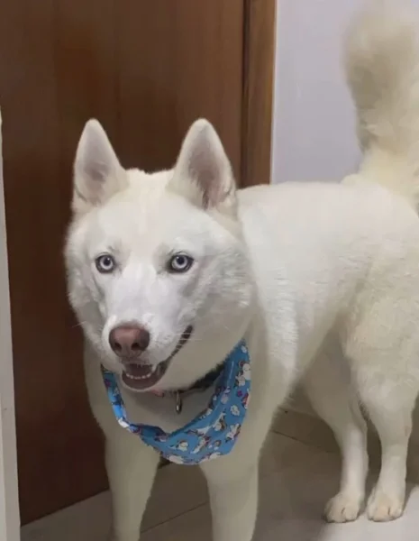 Doa-se Husky Sibeiano