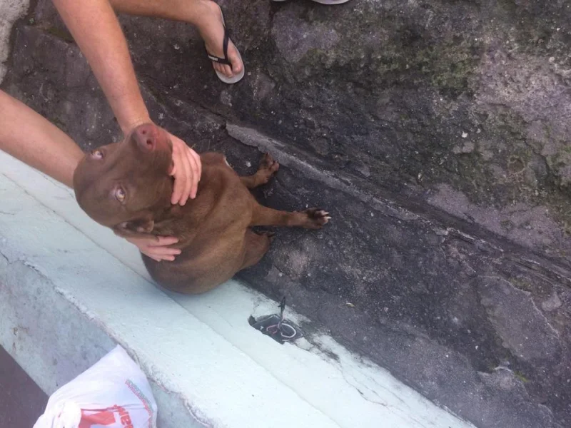 Labrador