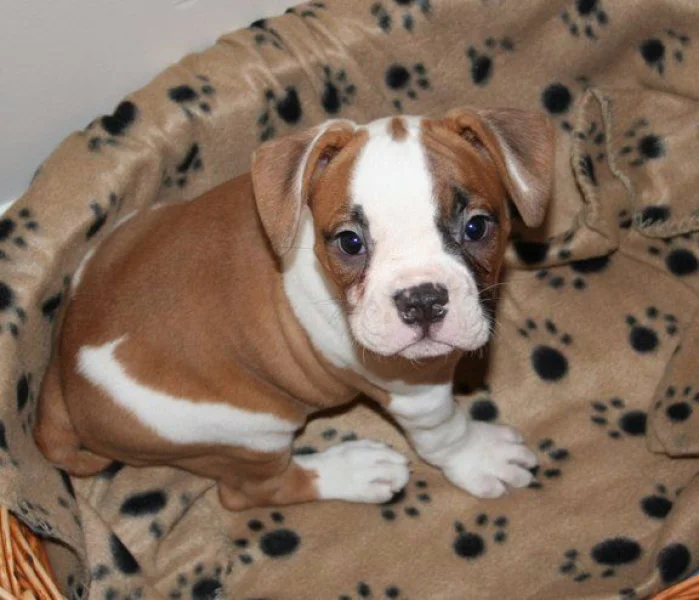 Vende SE Filhotes de Buldogue Inglês e Yorkshire