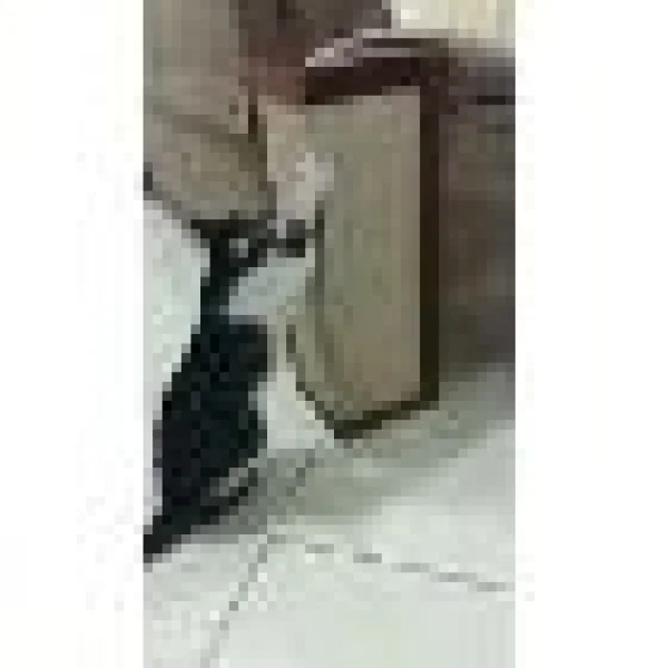 Protetor de Sofa e Arranhador de Gato Promoçao Fim de Ano