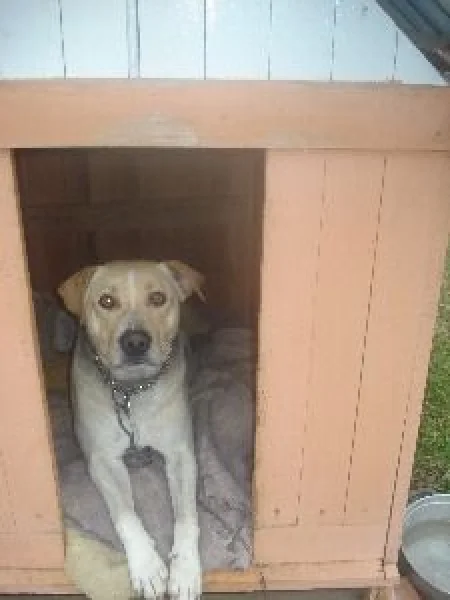 Cachorro
