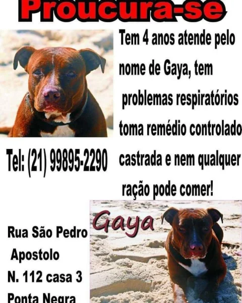 Pitt Bull Atende pelo Nome de Gaia