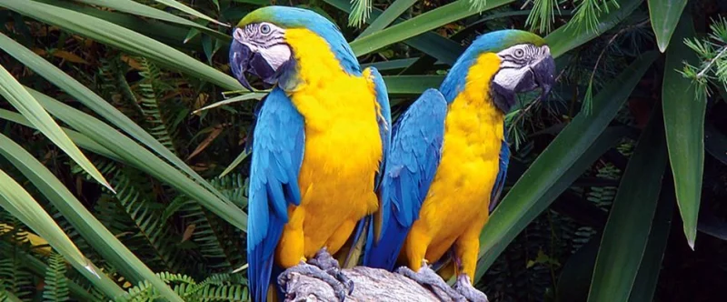 Casal de Arara Azul